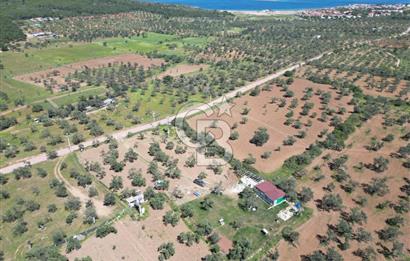 Ayvalık ta doğayla baş başa 4643 m² zeytinlik ve yapı kayıtlı ev