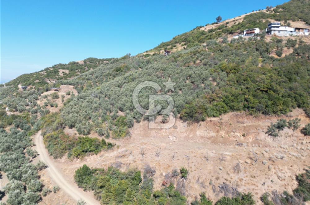 CB ADDRESS’TEN MUDANYA MİRZAOBA’DA SATILIK ARAZİ