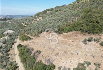 CB ADDRESS’TEN MUDANYA MİRZAOBA’DA SATILIK ARAZİ