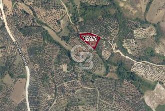 Bursa İli Orhangazi Aşıpınarı Mevkiinde Satılık Zeytinlik. 