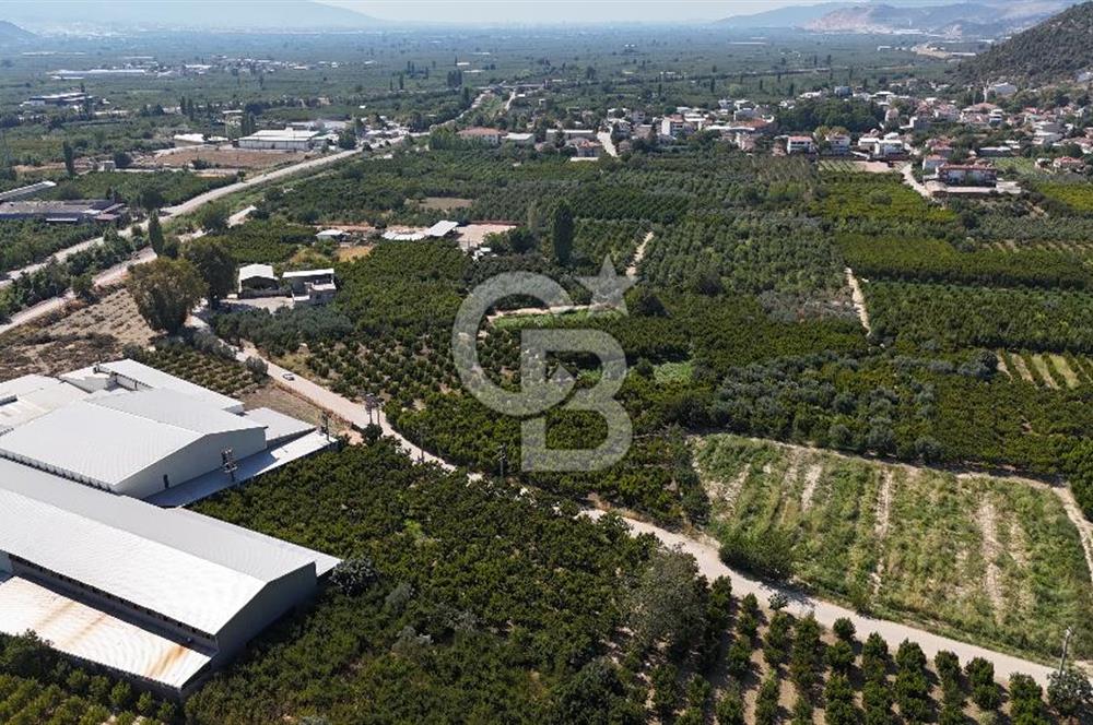 BURSA KESTEL BARAKFAKİH SATILIK ŞEFTALİ BAHÇESİ YATIRIM FIRSATI