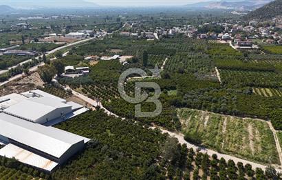 BURSA KESTEL BARAKFAKİH SATILIK ŞEFTALİ BAHÇESİ YATIRIM FIRSATI
