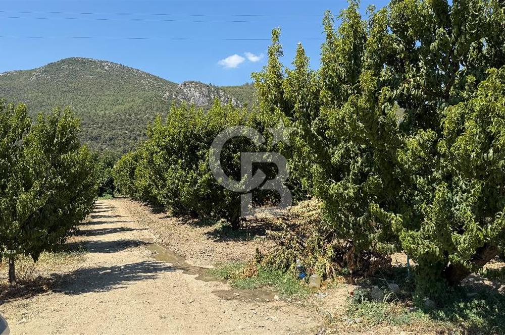 BURSA KESTEL BARAKFAKİH SATILIK ŞEFTALİ BAHÇESİ YATIRIM FIRSATI