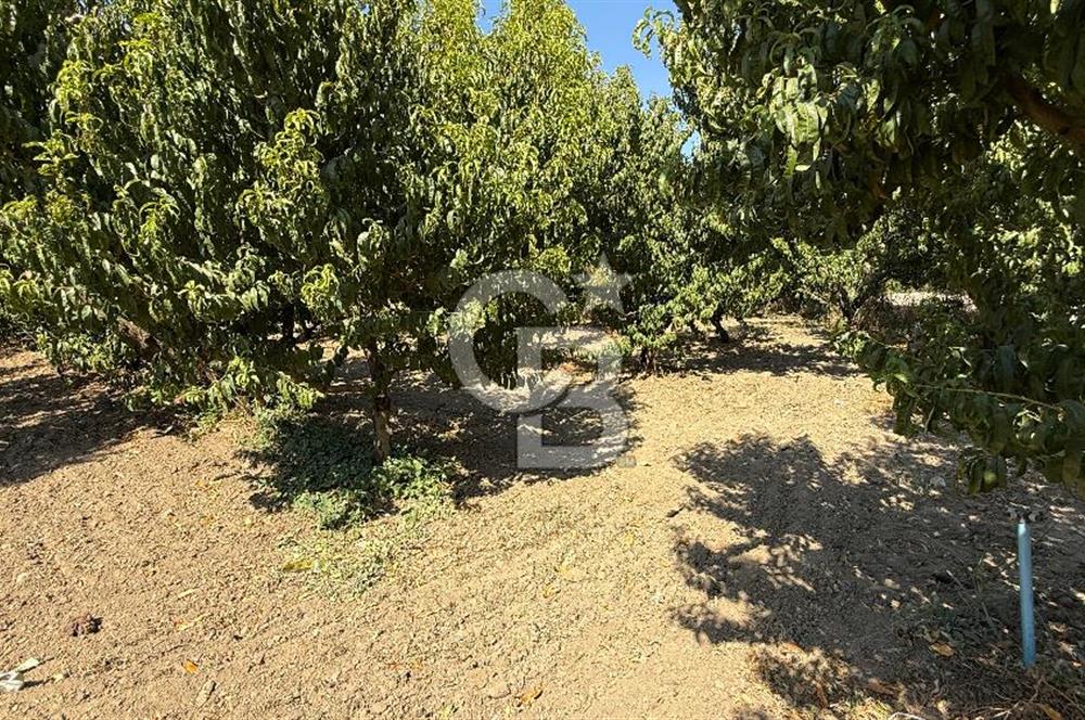 BURSA KESTEL BARAKFAKİH SATILIK ŞEFTALİ BAHÇESİ YATIRIM FIRSATI