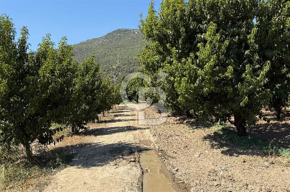 BURSA KESTEL BARAKFAKİH SATILIK ŞEFTALİ BAHÇESİ YATIRIM FIRSATI