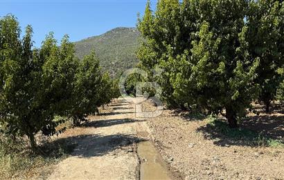 BURSA KESTEL BARAKFAKİH SATILIK ŞEFTALİ BAHÇESİ YATIRIM FIRSATI
