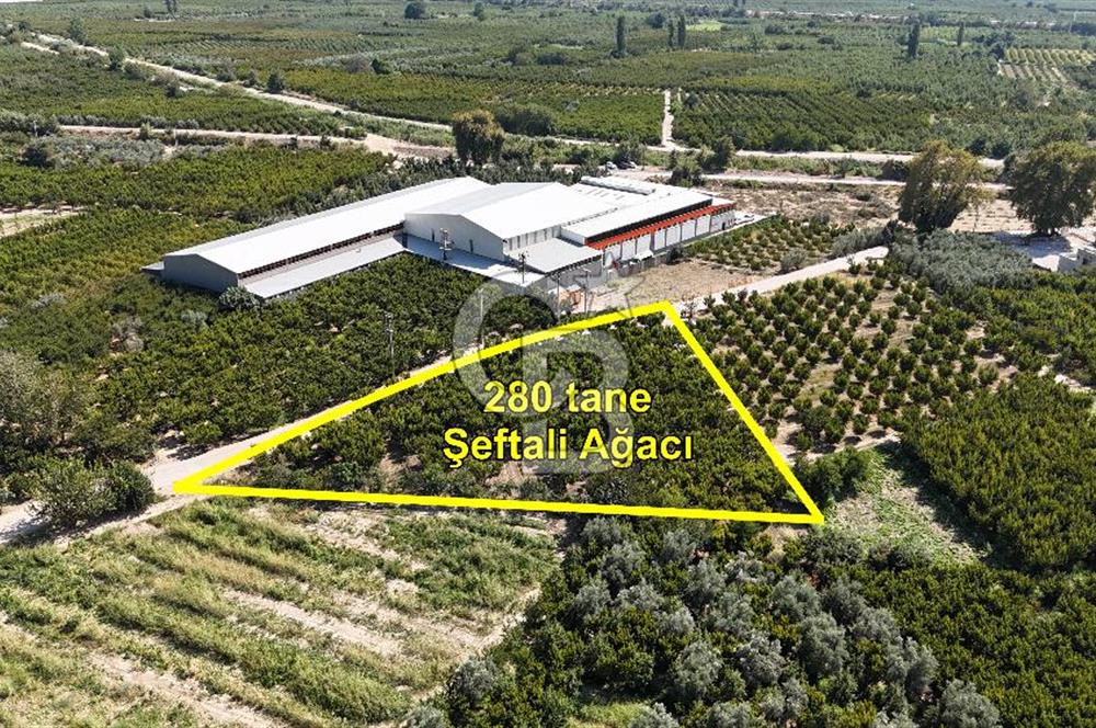 BURSA KESTEL BARAKFAKİH SATILIK ŞEFTALİ BAHÇESİ YATIRIM FIRSATI