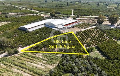 BURSA KESTEL BARAKFAKİH SATILIK ŞEFTALİ BAHÇESİ YATIRIM FIRSATI