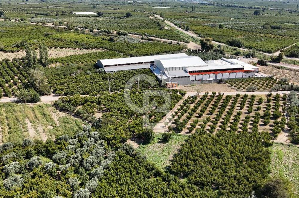BURSA KESTEL BARAKFAKİH SATILIK ŞEFTALİ BAHÇESİ YATIRIM FIRSATI