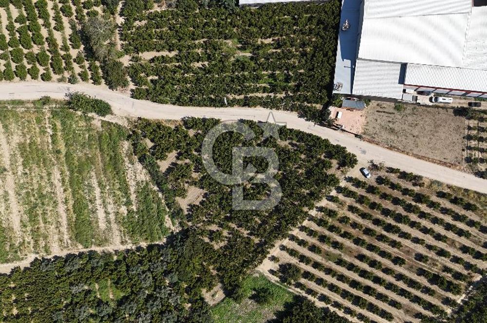 BURSA KESTEL BARAKFAKİH SATILIK ŞEFTALİ BAHÇESİ YATIRIM FIRSATI