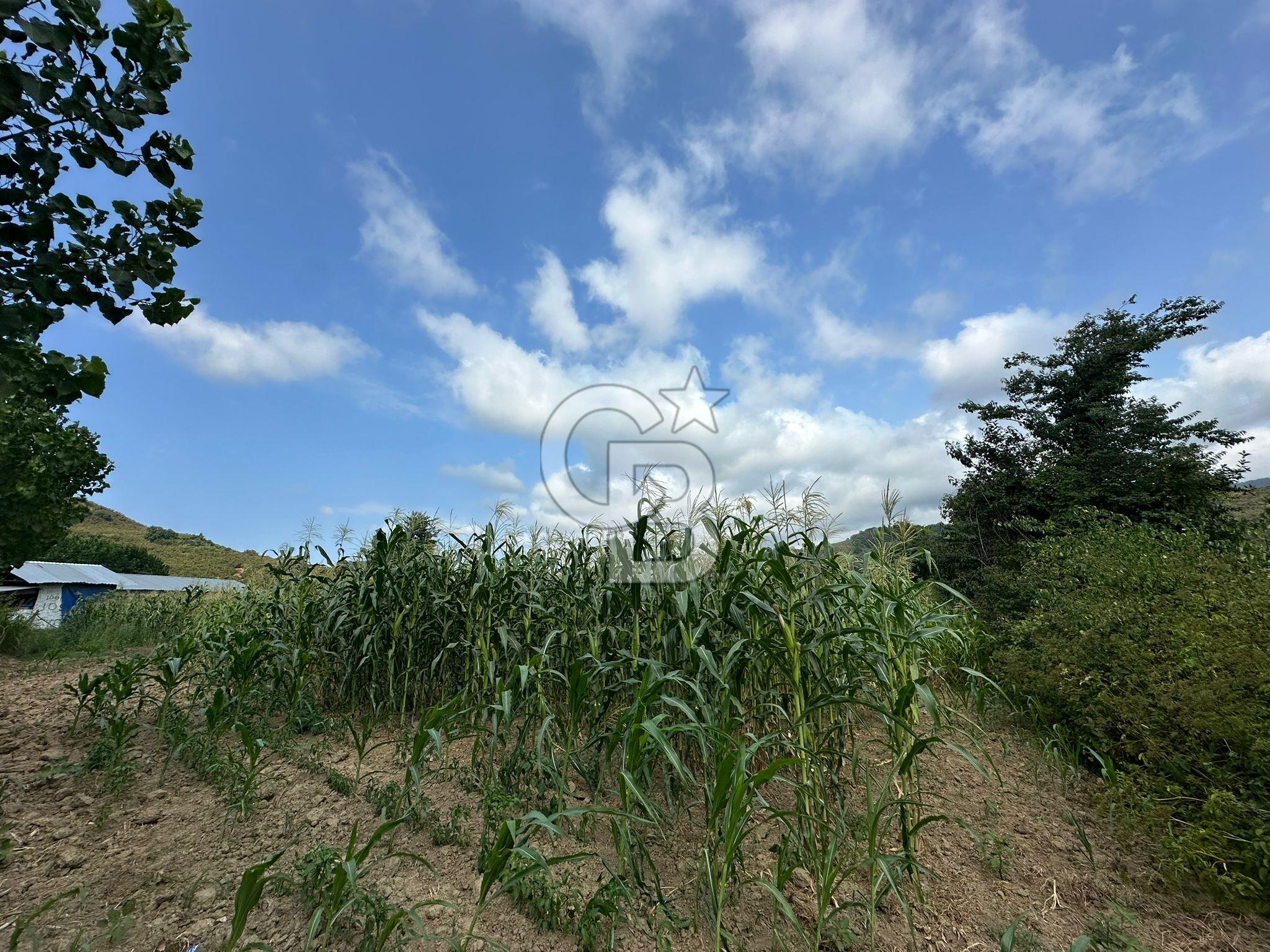 DÜZCE AKÇAKOCA UĞURLU KÖYÜN'DE 1994 m2 SATILIK ARSA