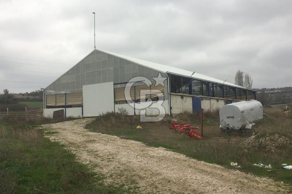 BALIKESİR ALTIEYLÜL PAMUKÇU'DA BÜYÜKBAŞ HAYVAN ÇİFTLİĞİ 24 dönüm