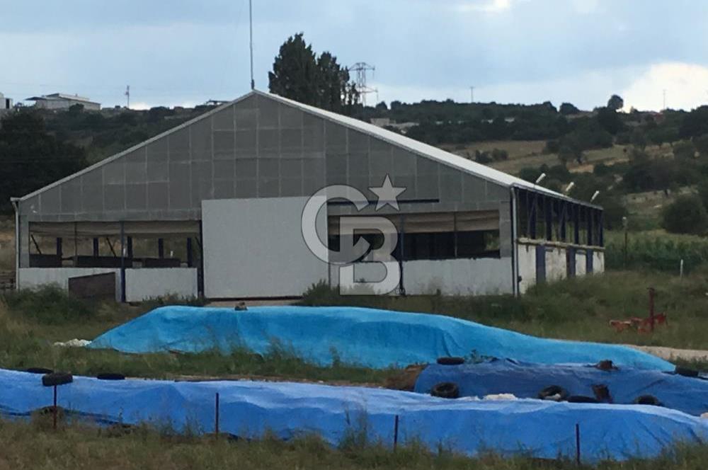 BALIKESİR ALTIEYLÜL PAMUKÇU'DA BÜYÜKBAŞ HAYVAN ÇİFTLİĞİ 24 dönüm