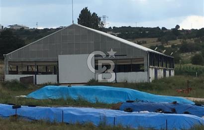 BALIKESİR ALTIEYLÜL PAMUKÇU'DA BÜYÜKBAŞ HAYVAN ÇİFTLİĞİ 24 dönüm