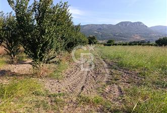 SAKARYA PAMUKOVA CİHADİYE MAHALLESİNDE SATILIK TARLA