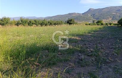 SAKARYA PAMUKOVA CİHADİYE MAHALLESİNDE SATILIK TARLA