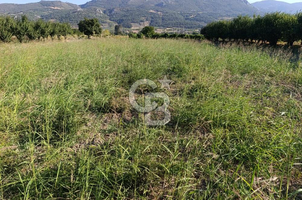 SAKARYA PAMUKOVA CİHADİYE MAHALLESİNDE SATILIK TARLA