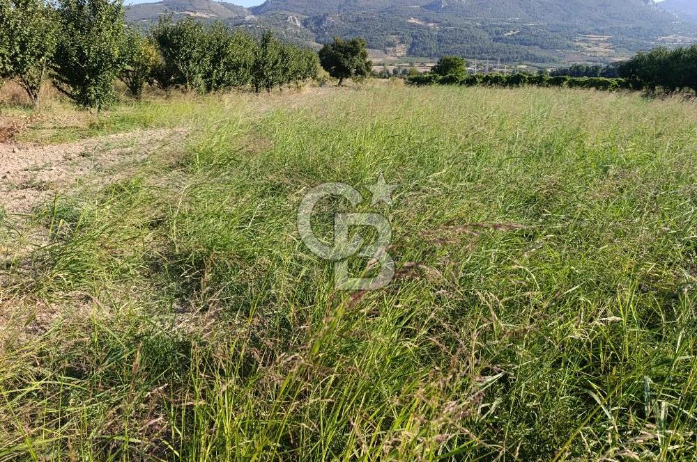 SAKARYA PAMUKOVA CİHADİYE MAHALLESİNDE SATILIK TARLA