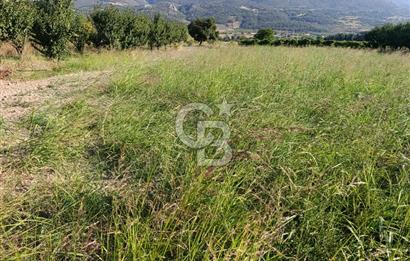 SAKARYA PAMUKOVA CİHADİYE MAHALLESİNDE SATILIK TARLA