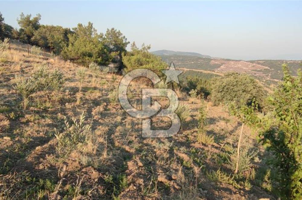 OSMANCALI' DA MANZARALI, FERAH HER TÜRLÜ EKİME UYGUN TARLA