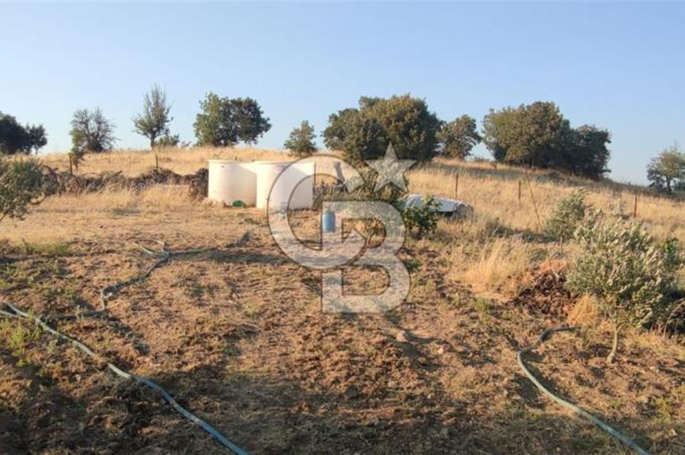 OSMANCALI' DA MANZARALI, FERAH HER TÜRLÜ EKİME UYGUN TARLA