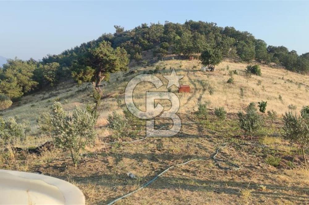 OSMANCALI' DA MANZARALI, FERAH HER TÜRLÜ EKİME UYGUN TARLA