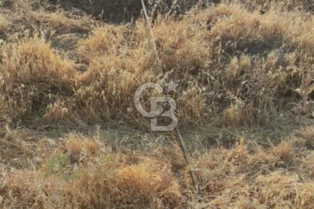 OSMANCALI' DA MANZARALI, FERAH HER TÜRLÜ EKİME UYGUN TARLA