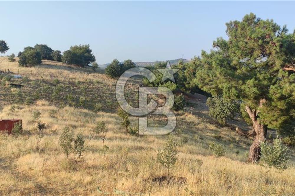 OSMANCALI' DA MANZARALI, FERAH HER TÜRLÜ EKİME UYGUN TARLA