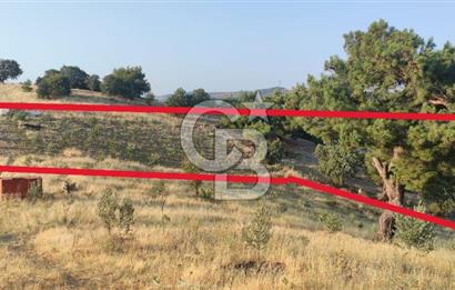 OSMANCALI' DA MANZARALI, FERAH HER TÜRLÜ EKİME UYGUN TARLA