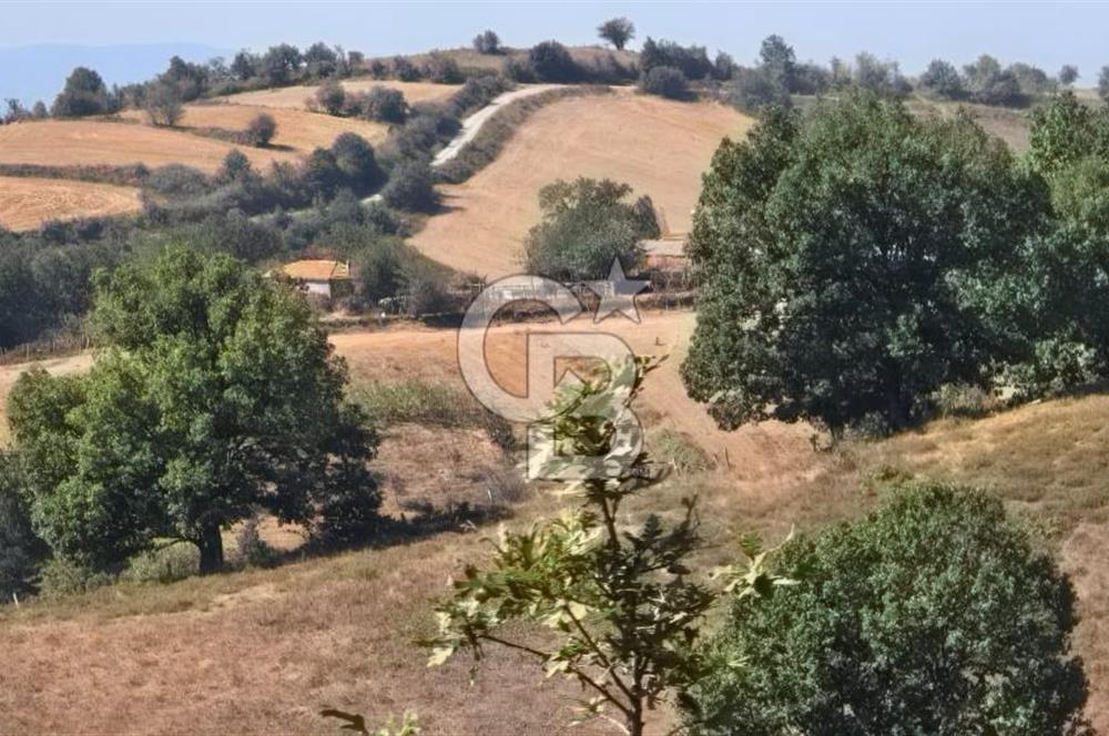 ÇANAKKALE BİGA'DA 19.000 m2 ARAZİ
