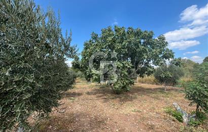 İzmir Torbalı Demirci Köy İçinde Satılık Tarla