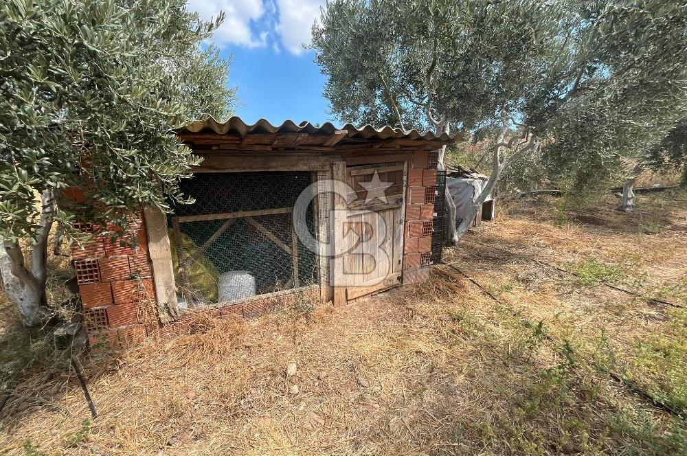 İzmir Torbalı Demirci Köy İçinde Satılık Tarla