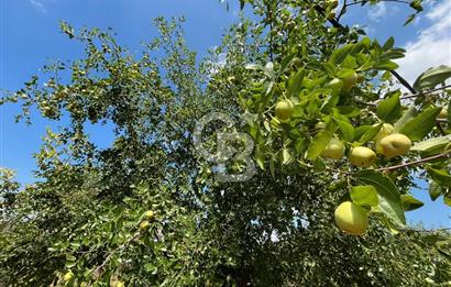 İzmir Torbalı Demirci Köy İçinde Satılık Tarla