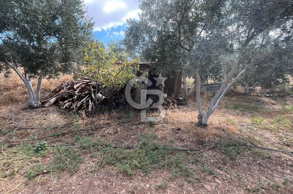 İzmir Torbalı Demirci Köy İçinde Satılık Tarla