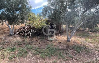 İzmir Torbalı Demirci Köy İçinde Satılık Tarla