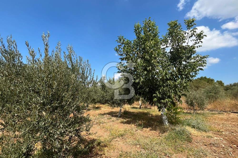 İzmir Torbalı Demirci Köy İçinde Satılık Tarla