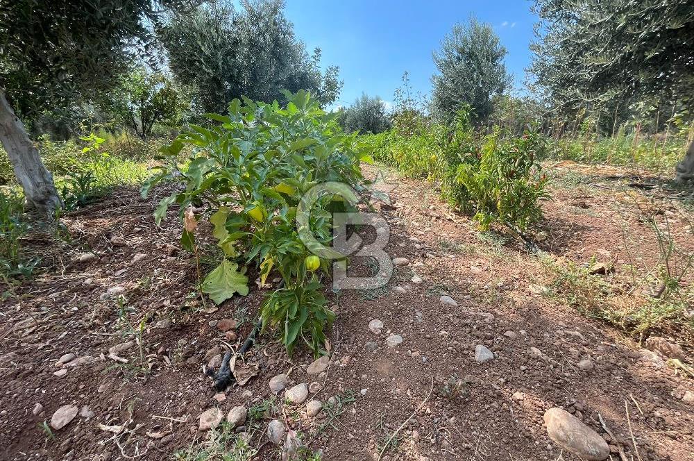 İzmir Torbalı Demirci Köy İçinde Satılık Tarla
