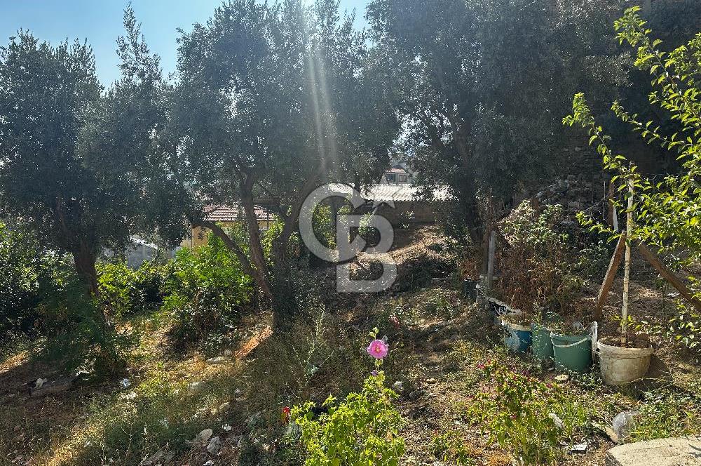 BURSA ÇEKİRGE'DE SATILIK 305 METREKARE BAĞ