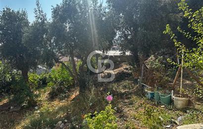 BURSA ÇEKİRGE'DE SATILIK 305 METREKARE BAĞ