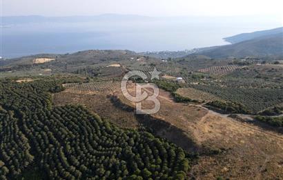 CB EAGLE'dan NARLI'DA 19.944 m² SATILIK SOSYAL TESİS İMARLI ARSA