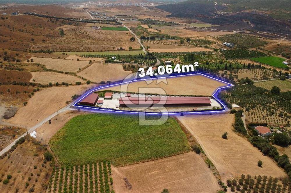 Seferihisar'da İmar Sınırında Satılık 34 Dönüm Çiftlik Arazisi