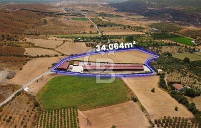 Seferihisar'da İmar Sınırında Satılık 34 Dönüm Çiftlik Arazisi