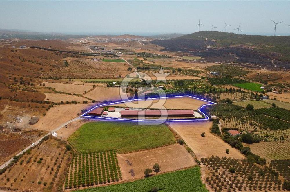 Seferihisar'da İmar Sınırında Satılık 34 Dönüm Çiftlik Arazisi
