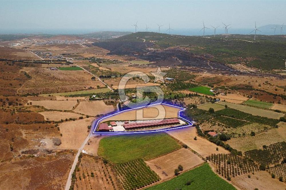Seferihisar'da İmar Sınırında Satılık 34 Dönüm Çiftlik Arazisi