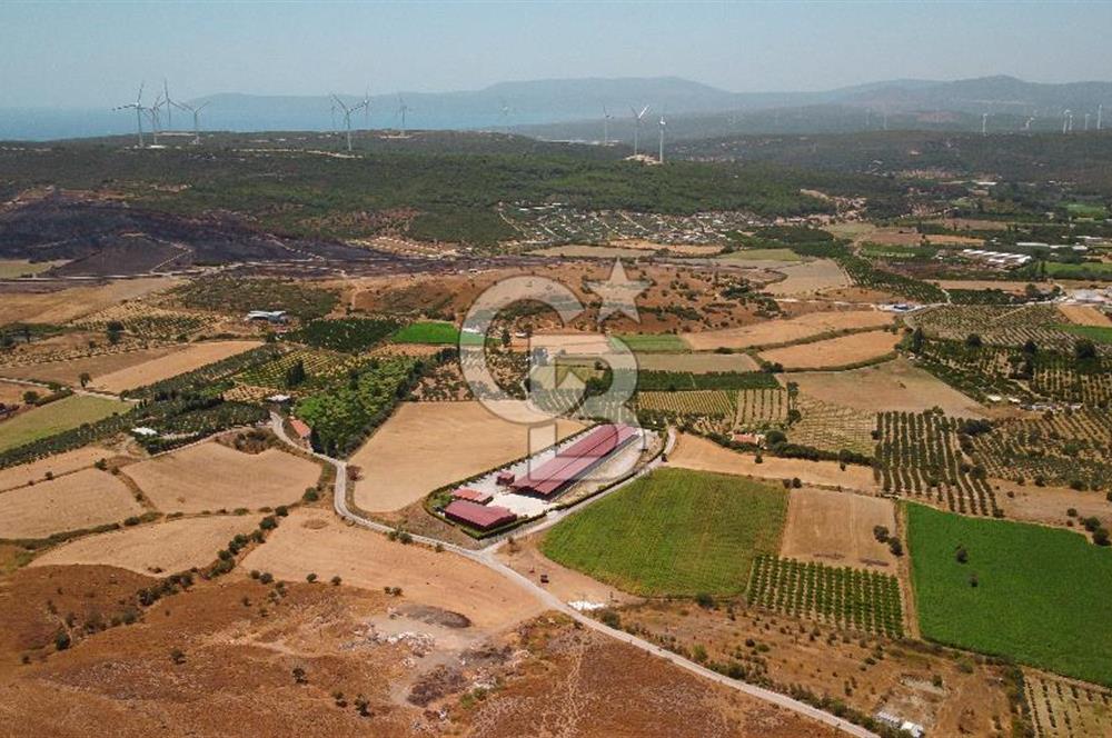Seferihisar'da İmar Sınırında Satılık 34 Dönüm Çiftlik Arazisi