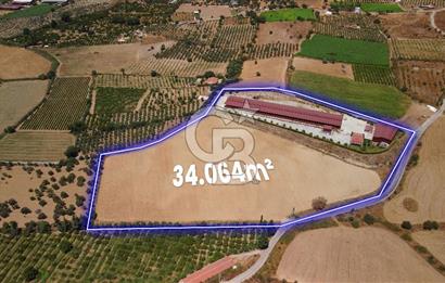 Seferihisar'da İmar Sınırında Satılık 34 Dönüm Çiftlik Arazisi