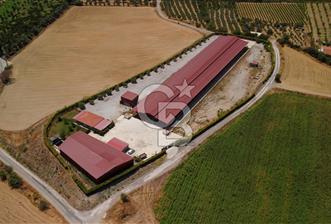Seferihisar'da İmar Sınırında Satılık 34 Dönüm Çiftlik Arazisi