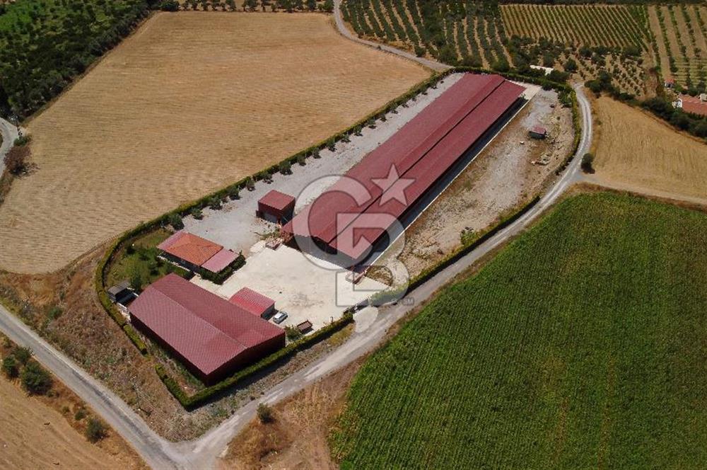 Seferihisar'da İmar Sınırında Satılık 34 Dönüm Çiftlik Arazisi