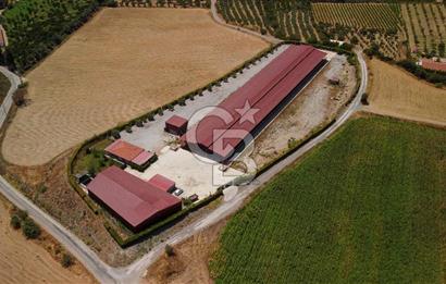 Seferihisar'da İmar Sınırında Satılık 34 Dönüm Çiftlik Arazisi