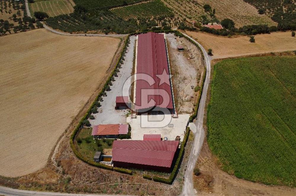 Seferihisar'da İmar Sınırında Satılık 34 Dönüm Çiftlik Arazisi